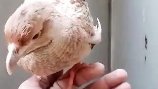 Hand tamed bird