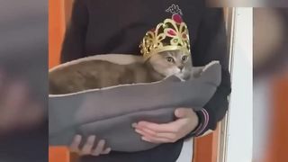 Sad Cat Meowing - Where This Meme From ?