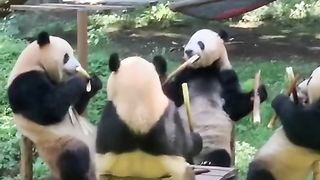 Amazing videos vol 417