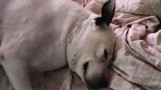 My dog is a lazy bitch!! #funny #animals @