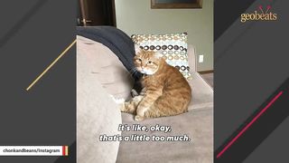 Cat rescued from street won't stop talking