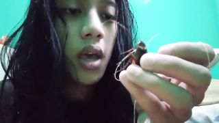 My Pet Cockroach