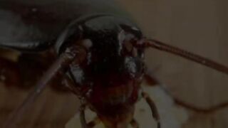 2 Home Remedies to Get Rid of Cockroaches in Your House Using Baking Soda and Onion