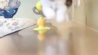 Cat fanny