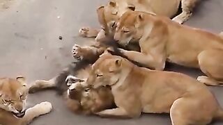 Seconds of death of male lion in lioness kill