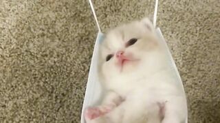 Cat fanny