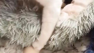 These Funny Animals