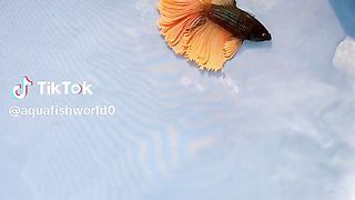 Beta fish