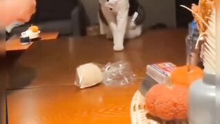 Cute cat falls while being photographed