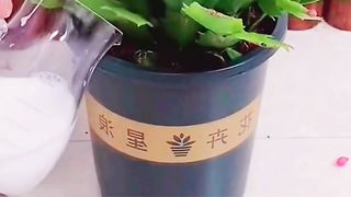 Office Decoration  Ep (6)