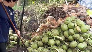 Kelapa Muda Bakar