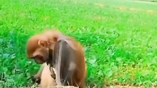 Cute monkey unaware of being pecked by snake