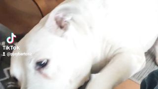 My lazy dog again