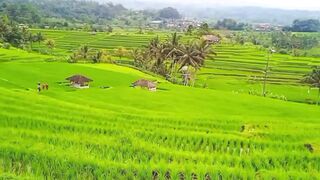 Enjoy the view of the rice fields