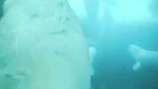 Polar Bear hunts Beluga Whales!