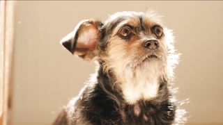 "Laugh Hounds: A Comedy Fiesta with the Most Adorable Stand-Up Paws!"