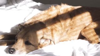 "Furry Chuckle Chronicles: A Giggly Gallop through Canine Comedy!"