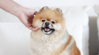 "Snouts & Giggles: A Whirlwind of Laughter in the Canine Comedy Circus!"