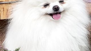 "Pawsitively Amusing: A Tail-Quivering Comedy Show with Our Furry Fellows!"