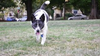 "Doggy Delight Diaries: A Comedic Journey into the World of Wagging Tails!"