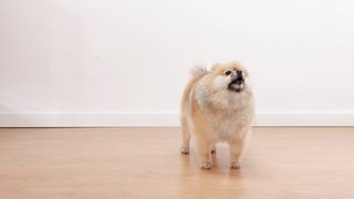"Bark Bites: A Comedy Buffet of Canine Capers and Tail-Tickling Tales!"
