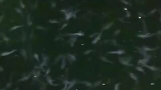 Walaupun setelah hujan ikan lele pasti aktif dan nyari makan pada malam hari