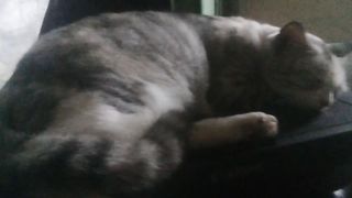 Poor Mother Cat Colds Sleeping on the Printer