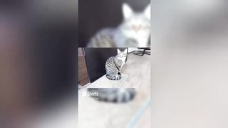 Сборник смешных видео