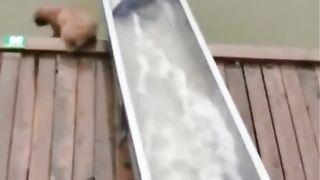 FUNNY LOL WIN CUTE
