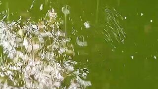 Hijaunya air kolam ini bukan perasaan daun pepaya, tapi hasil pemupukan dengan probiotik