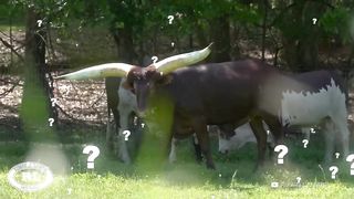 Посмотрите, На Что Способен Самый Большой Бык в Мире.
