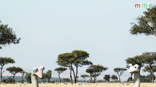 Savanna version - Ostrich dressed up.