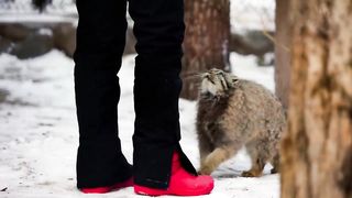 Pallas's cat are happy to see a keeper who brought her a tasty meal.