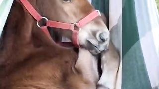 Funny animal videos cats and Dogs