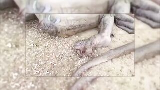 Powerful Mythical Creatures That Actually Existed In Real Life - Part 4.