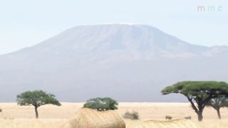Savanna version - Trapped in a Trap Lion.