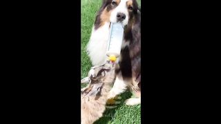 30 Minutes of Trending Funny