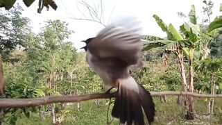 Lure Finches, Best Chirping