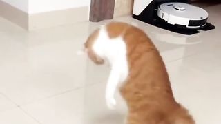 Storywa funny cat full mberot#fyp