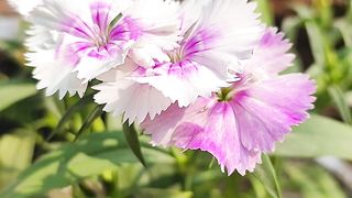 flowers can change my mood .