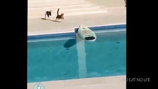 Cats Thug Life Compilation