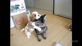 Funny Cats vs Dogs Compilation