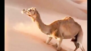 Вот как верблюды взбираются на крутые песчаные дюны.This is how Camels climb up steep sand dunes.