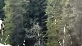 Grizzli attacks hardcore !!