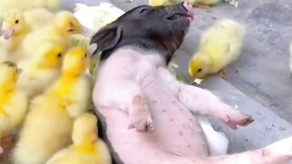 These Funny Animals