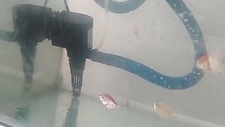 Little fish