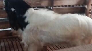 Shound the sheep
