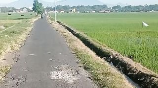 ricefield