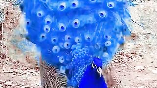 Very beautiful