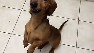 The dog did not expect such a setup